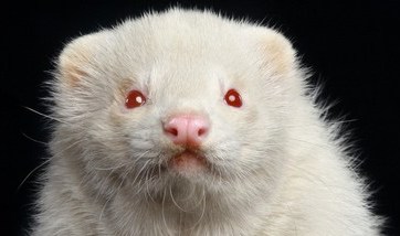 albino ferret with red eyes