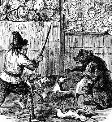 tethered bear being attacked by dogs