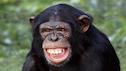 grinning monkey