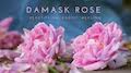 Damask rose damask