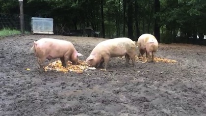 Hogs eating husks