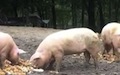 Hogs eating husks