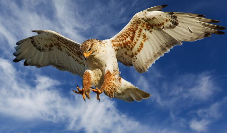 hawk diving