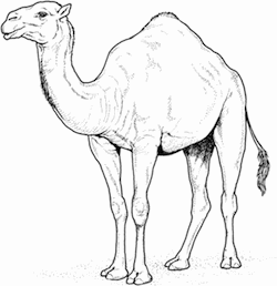 drawing of a camel