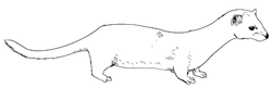 drawing of a weasel