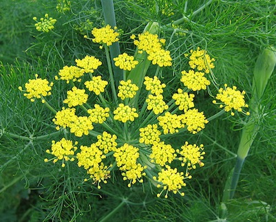 Fennel