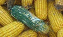 Mildewed ear of corn among healthy ears of corn.