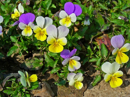 Pansies