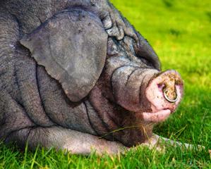 Tithe pig