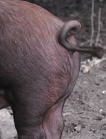 Tithe pig tail