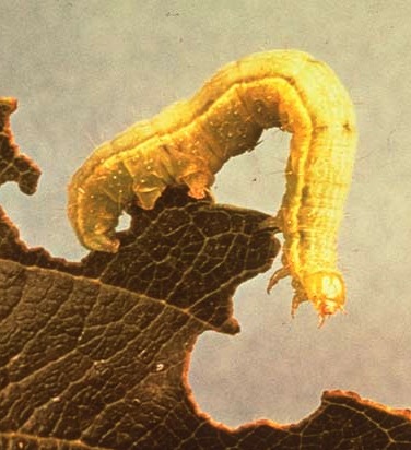 canker worm