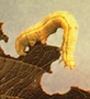 canker worm