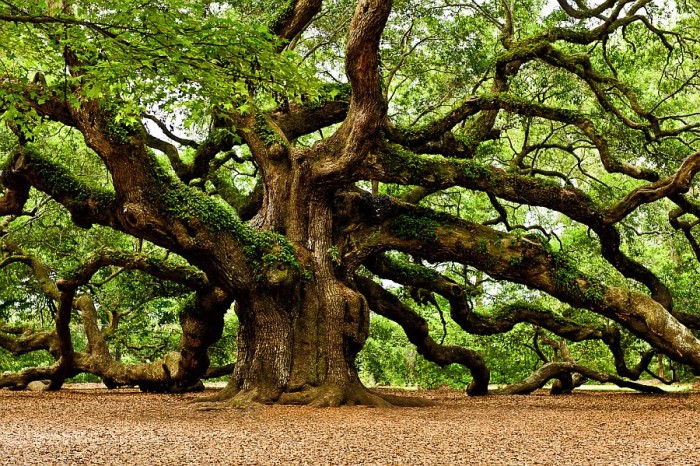 Mighty oak.