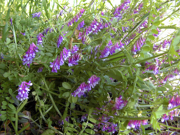 Hairy Vetch